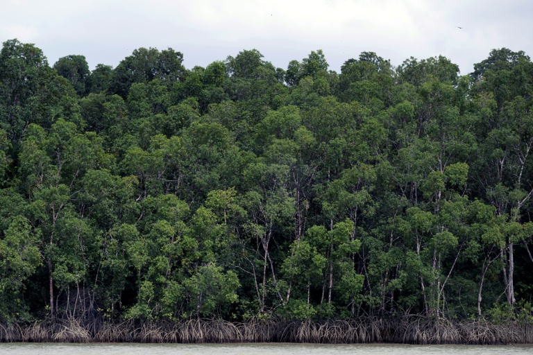 La forêt amazonienne près de Belém, dans l’État du Pará, au Brésil, le 13 novembre 2025