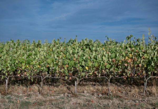 Les vignes de Marina et Loïc Fourrure à Theix-Noyalo, près de Vannes (Morbihan), le 24 août 2026