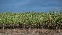 Les vignes de Marina et Loïc Fourrure à Theix-Noyalo, près de Vannes (Morbihan), le 24 août 2026