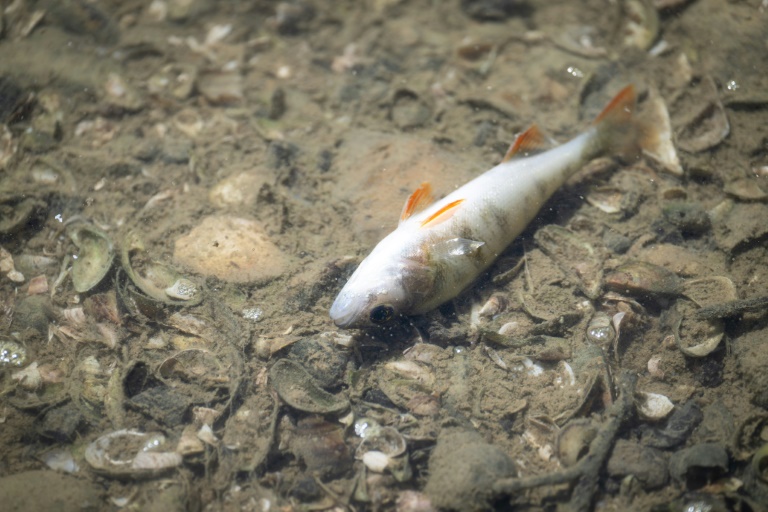 Un poisson mort dans le lit asséché de la rivière Doubs à Villers-le-Lac, le 9 juillet 2026 dans le Doubs