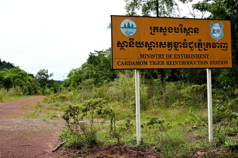 Une route menant à une station de réintroduction de tigres dans le parc national des Cardamomes, dans la province de Koh Kong, le 11 juin 2026 au Cambodge