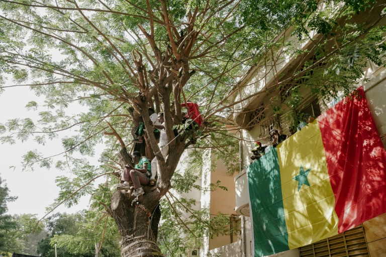 Des supporters de l'équipe sénégalaise de football sont postés le 20 janvier 2026 à Dakar dans des arbres pour regarder la grande parade des Lions de la Teranga, après leur victoire en finale de la CAN-2025