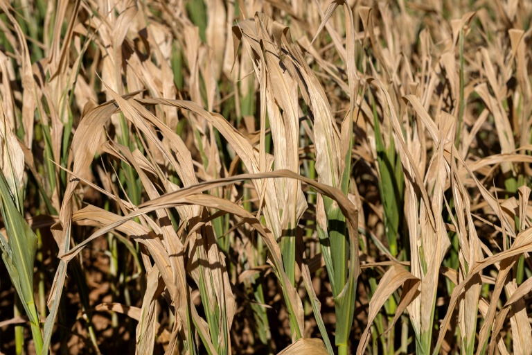 Un champ de maïs asséché lors de la canicule à Saint-Dolays, dans le Morbihan, le 9 juillet 2026