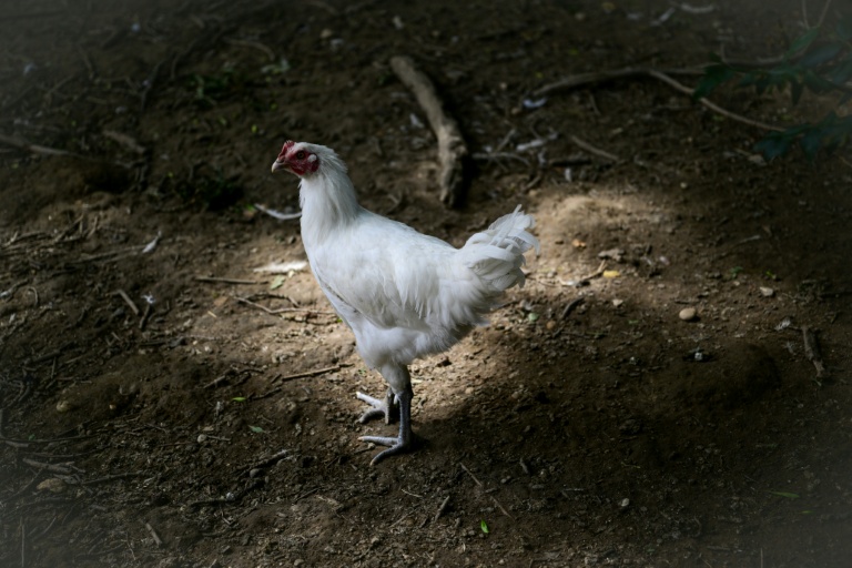 Plus de trois millions de volailles de chair et 700.000 poules pondeuses (moins de 2% du cheptel) sont mortes cet été