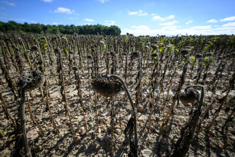 Un champ de tournesols victime de la sécheresse à Bois-de-Céné, en Vendée, le 3 septembre 2026