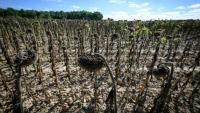 Un champ de tournesols victime de la sécheresse à Bois-de-Céné, en Vendée, le 3 septembre 2026