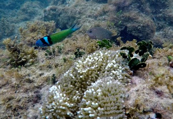 La couverture en coraux durs dans les Caraïbes a diminué de 48% entre 1980 et 2024, selon un rapport d'un réseau mondial de surveillance des récifs coralliens