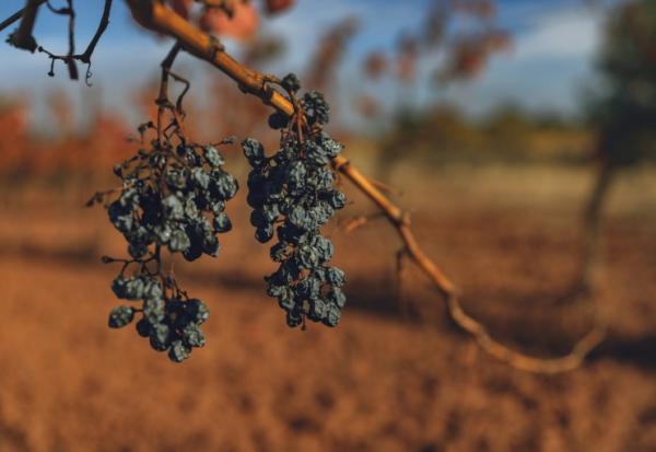 Des raisins desséchés par la sécheresse dans un vignoble à Douzens (Aude), le 10 novembre 2025