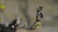 Un bourgeon de vigne touché par un épisode de gel tardif le 9 avril 2021 à Parcay-Meslay, dans le centre de la France