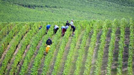Vendanges à Chigny-les-Roses, dans la Marne, dans le vignoble de Champagne, le 26 août 2025  