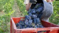 Vendanges au domaine de la maison de champagne Bollinger à Avenay-Val-d'Or (Marne), le 18 août 2026