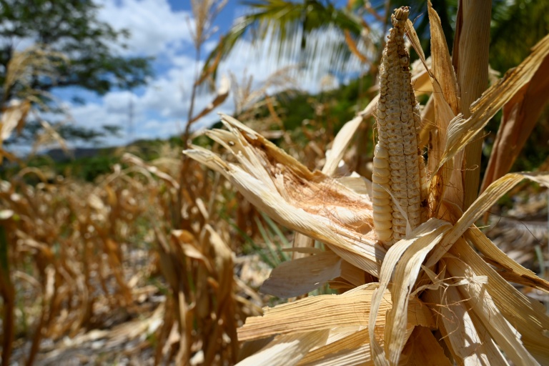 Du maïs séché à San Lorenzo, au Honduras, le 4 septembre 2026
