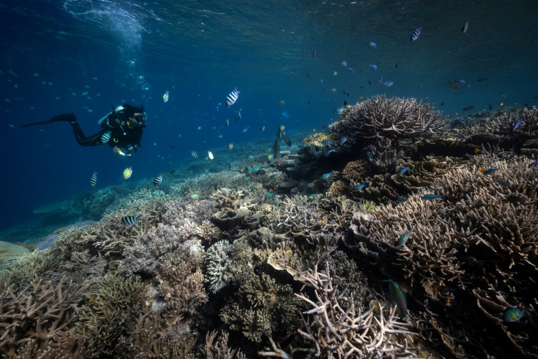Des coraux blanchis dans les eaux de la régence de Raja Ampat, dans la région de Papouasie occidentale, à l'est de l'Indonésie, le 5 novembre 2023
