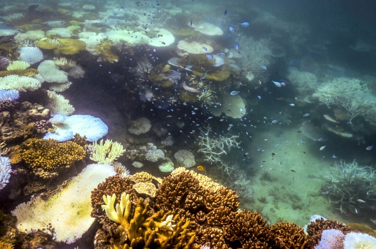 Du corail blanchi et mort autour de Lizard Island, dans la Grande Barrière de corail, à 270 kilomètres au nord de la ville de Cairns, le 5 avril 2024 en Australie