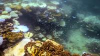 Du corail blanchi et mort autour de Lizard Island, dans la Grande Barrière de corail, à 270 kilomètres au nord de la ville de Cairns, le 5 avril 2024 en Australie