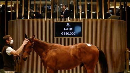 Un cheval vendu lors des ventes de yearlings de Deauville le 15 août 2021