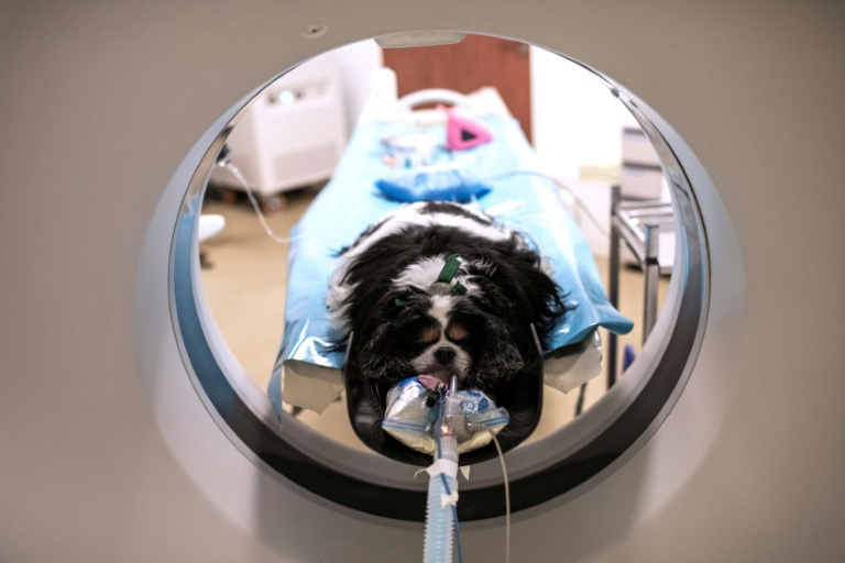 La chienne Naki subit un examen de dépistage du cancer à l'hôpital vétérinaire de Maison-Alfort, le 9 juin 2026 dans le Val-de-Marne
