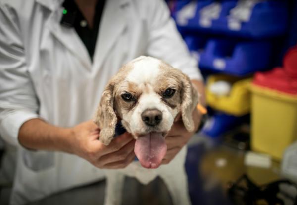 Le chien Junior sur la table de soins est examiné par le cancérologue Jérémy Béguin à l'hôpital vétérnaire de Maisons-Alfort, le 9 juin 2026 dans le Val-de-Marne