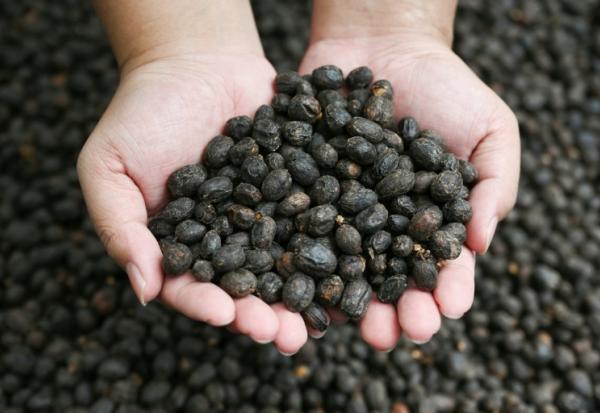 Les pays producteurs de café, du fait du réchauffement climatique, subissent désormais chaque année plusieurs dizaines de jours supplémentaires de températures néfastes pour le précieux grain