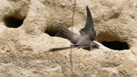 Une hirondelle sur une plage à Crozon, dans le Finistère, en mai 2020