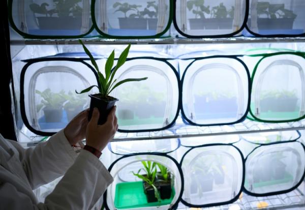 Un technicien de laboratoire présente la culture d'aphidés pour développer une alternative à la lutte contre les insectes nuisibles et les pucerons, dans le laboratoire Agriodor à Rennes, le 16 mai 2025