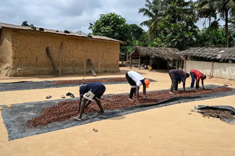 Des producteurs font sécher des fèves de cacao au camp de producteurs de cacao de Betykro, à 20 kilomètres de Guiglo, en Côte d'Ivoire le 16 janvier 2026