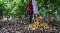Cabaosses de cacao traitées dans une plantation du village d' Hermankono le 14 novembre 2023 en Côte d'Ivoire.