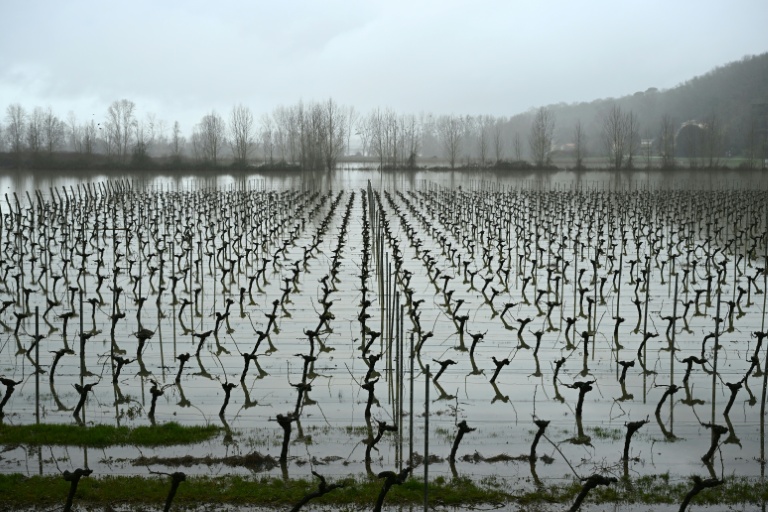 Des vignes inondées à Langoiran, en Gironde, le 17 février 2026