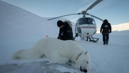 Le vétérinaire norvégien Rolf Arne Olberg vérifie si un ours polaire est bien sédaté à Longyearbyen, en Norvège, le 10 avril 2025