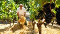 Le vigneron Florian Weingart éparpille de la paille sur le sol pour garder l’humidité dans la terre dans son vignoble de Spay, dans l'ouest de l'Allemagne, le 14 août 2026