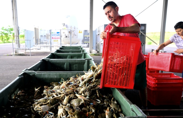 Un pêcheur vide une caisse de crabes bleus vivants, fraîchement pêchés dans le fleuve Pô, à Scardovari, dans le nord-est de l'Italie, le 26 juin 2026