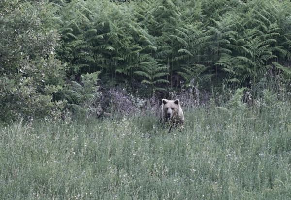 Une ourse brune sauvage (Ursus arctos) et son ourson dans une forêt près de Grevena, dans le nord-ouest de la Grèce, le 21 juin 2026