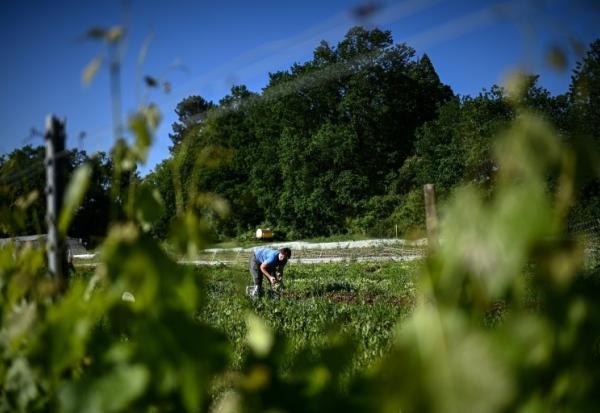 Un ouvrier agricole récolte des salades au domaine viticole Château Le Parvis de Dom Tapiau, à Camblanes-et-Meynac, le 7 mai 2026