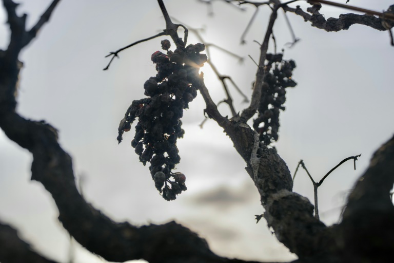Des grappes de raisin calcinées après un incendie qui a touché le domaine 
