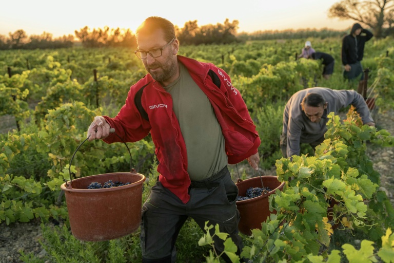 Le vigneron Laurent Bachevillier participe à des vendanges solidaires en faveur de son domaine 