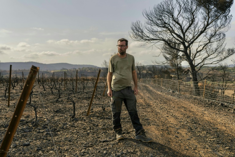 Le vigneron Laurent Bachevillier, qui a perdu toute sa récolte lors de l'incendie géant qui a ravagé les Corbières, le 22 août 2025 dans son domaine 