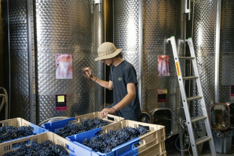 Le vigneron Nathan Delaunay apporte des caisses de raisin issues de vendanges solidaires après un incendie qui a atteint le domaine 