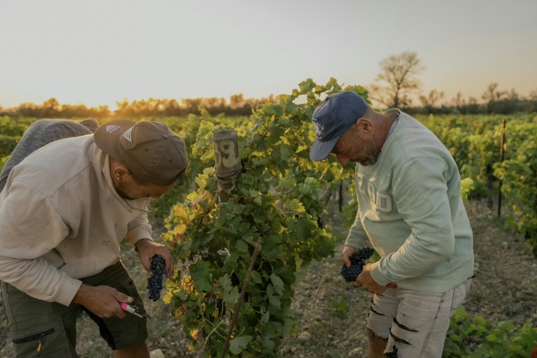 Vendanges solidaires en faveur d'un vigneron qui a perdu sa récolte après un incendie, le 22 août 2025 à La Palme, dans l'Aude 