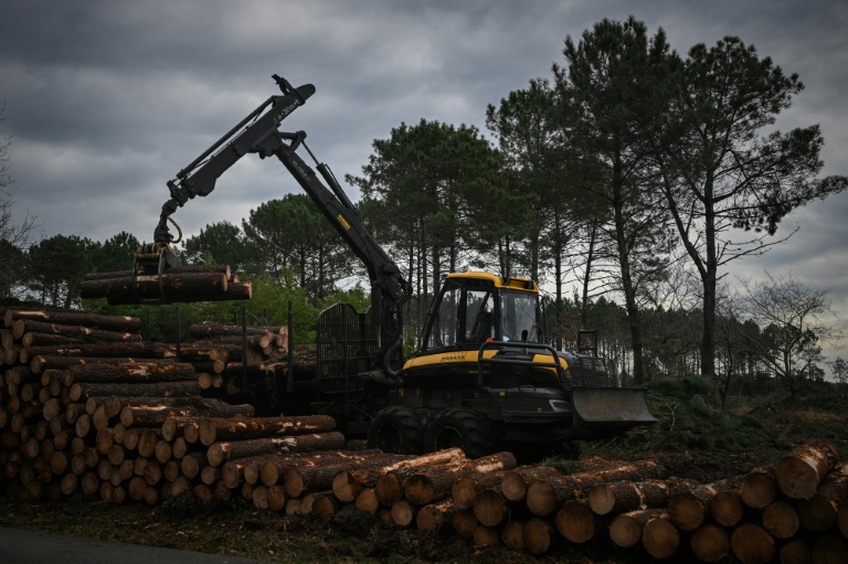 Un ouvrier utilise un engin de chantier pour empiler des troncs de pins coupés lors d'une opération contre le nématode du pin, près de Seignosse, le 13 janvier 2026 dans les Landes
