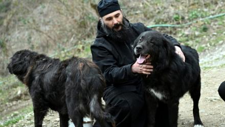 Le père Porfirij joue avec des chiens Karaman au monastère Bigorski de Mavrovo i Rostuse, le 19 mars 2026 en Macédoine