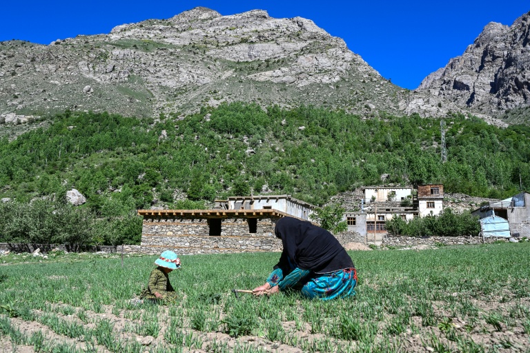 Habiba, agricultrice afghane, dans son village d'Eshtiwi, au Nouristan, le 8 juin 2026