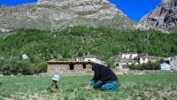 Habiba, agricultrice afghane, dans son village d'Eshtiwi, au Nouristan, le 8 juin 2026