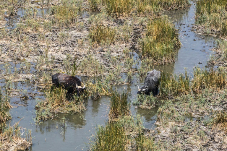 Des buffles d'eau dans les marais de Chibayish, frappés par la sécheresse, dans le sud de l'Irak, le 19 août 2025