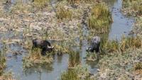 Des buffles d'eau dans les marais de Chibayish, frappés par la sécheresse, dans le sud de l'Irak, le 19 août 2025