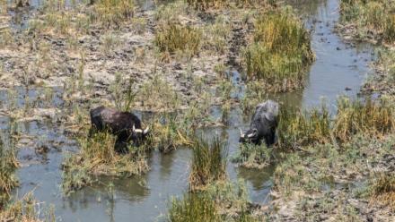 Des buffles d'eau dans les marais de Chibayish, frappés par la sécheresse, dans le sud de l'Irak, le 19 août 2025
