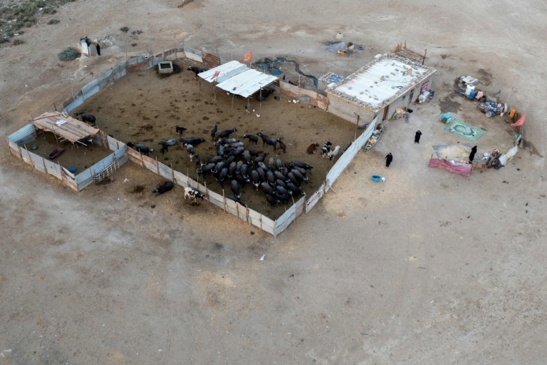 Vue aérienne de buffles d'eau dans l'enclos d'une ferme des marais de Chibayish, frappés par la sécheresse, dans le sud de l'Irak, le 19 août 2025