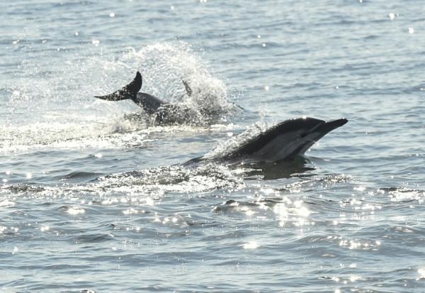 Des dauphins au large de La Turballe en Loire-Atlantique, le 28 septembre 2018 