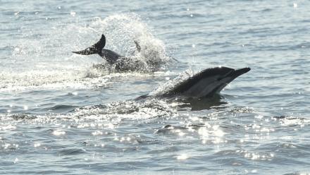 Des dauphins au large de La Turballe en Loire-Atlantique, le 28 septembre 2018 