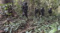 Des rangers de la fondation Africa Nature Investors s'entraînent à patrouiller dans la forêt d'Okomu, dans le sud-ouest du Nigeria, le 11 novembre 2025