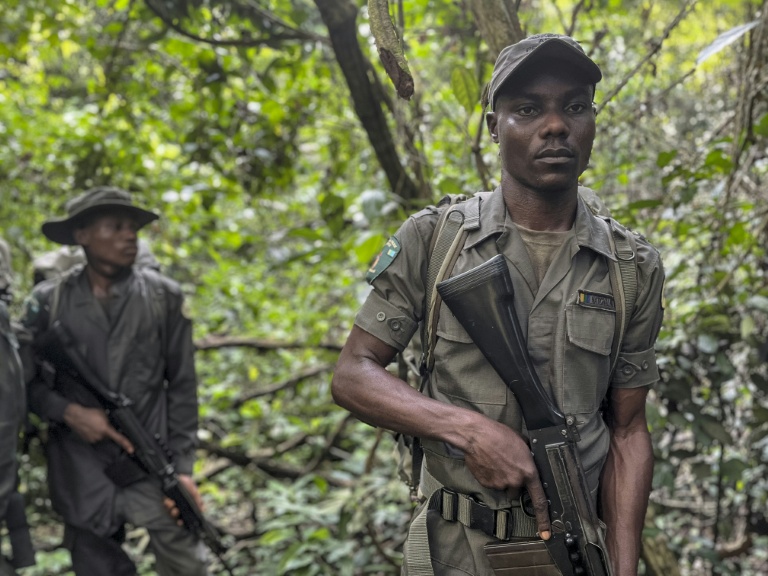 Festus Benjamin, un ranger de la fondation Africa Nature Investors, patrouille dans la forêt d'Okomu, dans le sud-ouest du Nigeria, le 11 novembre 2025